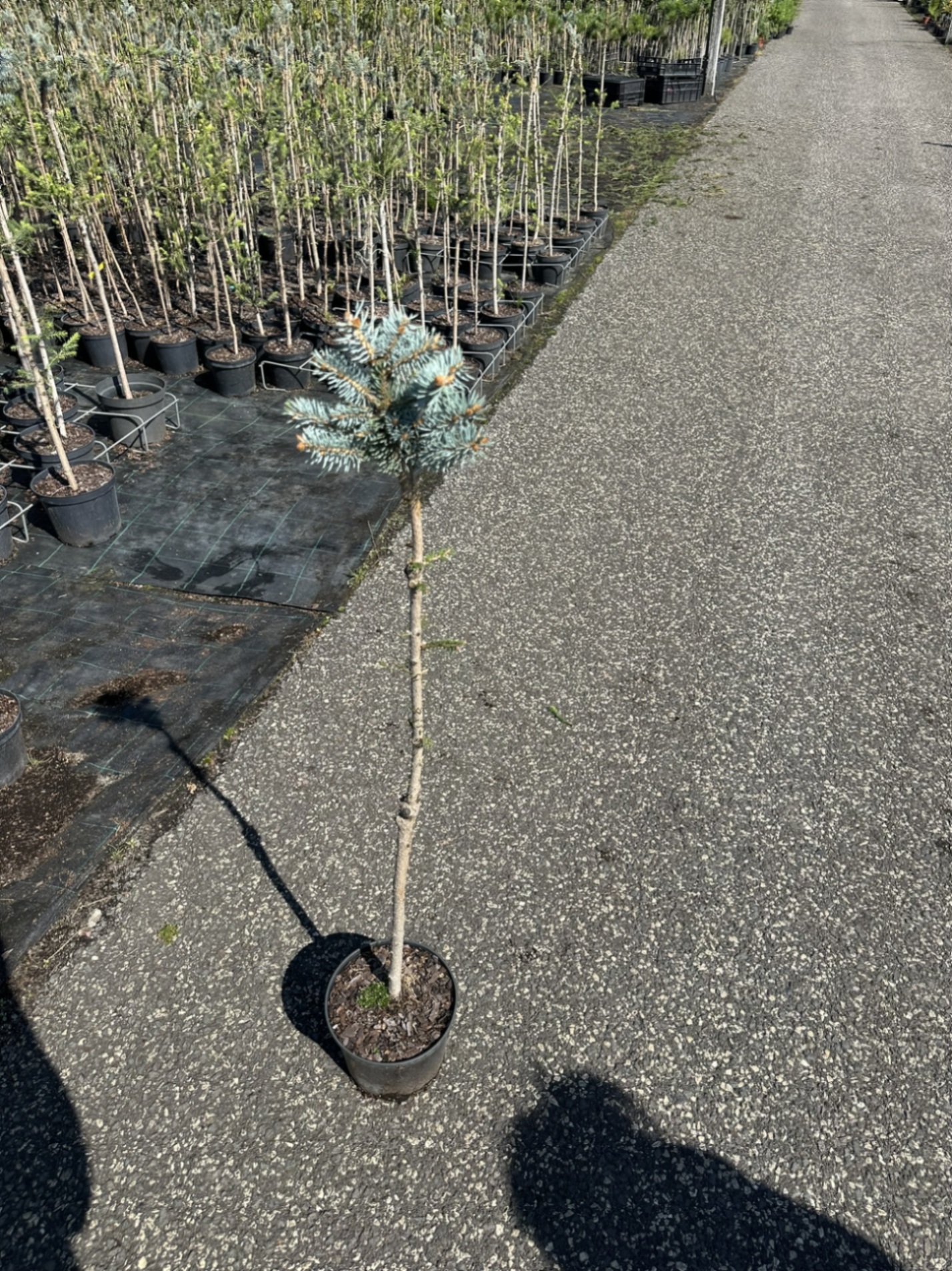 Ель колючая Глаука Глобоза штамб